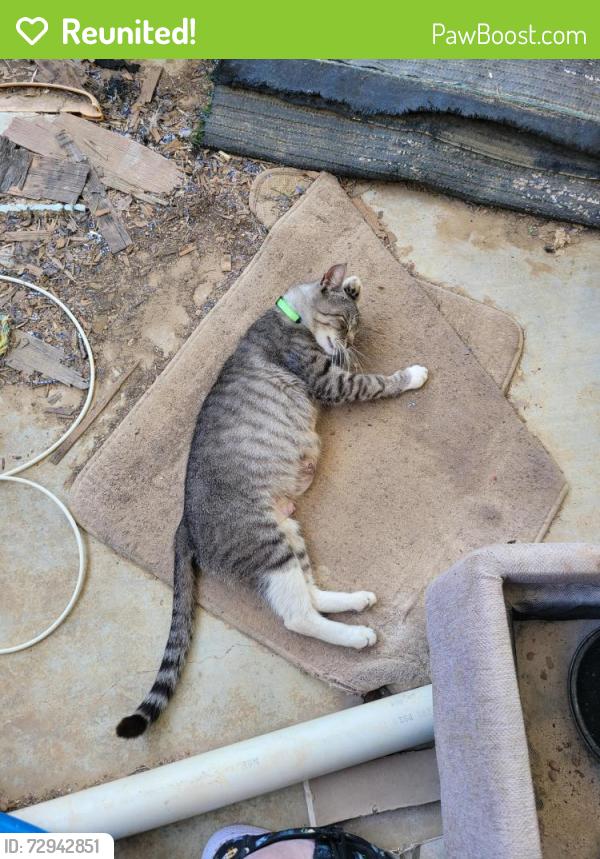 Reunited Female Cat last seen Near and Bennett Lawson , Mansfield, TX 76063