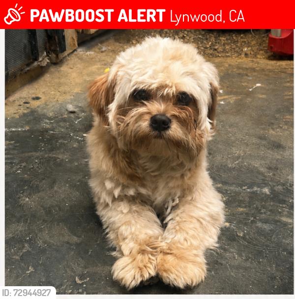 Lost Male Dog last seen Josephine St, State st, Lindbergh Ave, Peach st, , Long Beach Blvd, Lynwood, CA 90262