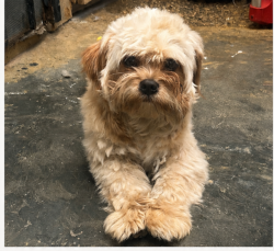 Lost Male Dog last seen Josephine St, State st, Lindbergh Ave, Peach st, , Long Beach Blvd, Lynwood, CA 90262