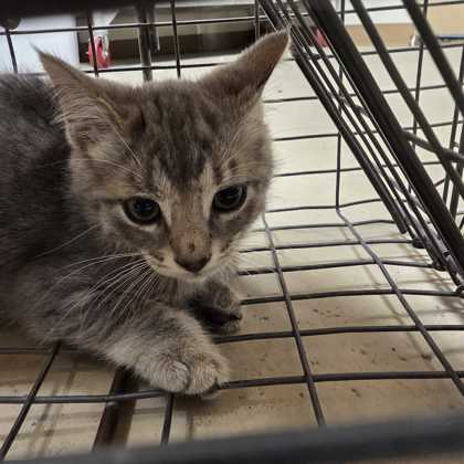 Shelter Stray Male Cat last seen College Station, TX 77840, Bryan, TX 77807