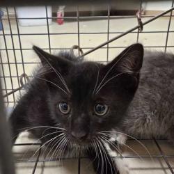 Shelter Stray Female Cat last seen College Station, TX 77840, Bryan, TX 77807