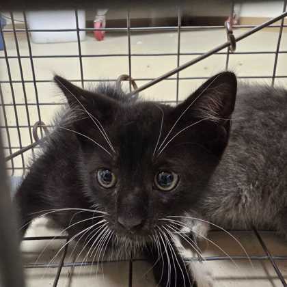 Shelter Stray Female Cat last seen College Station, TX 77840, Bryan, TX 77807