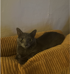 Lost Male Cat last seen Jenifer St and ensen St, Madison, WI 53703