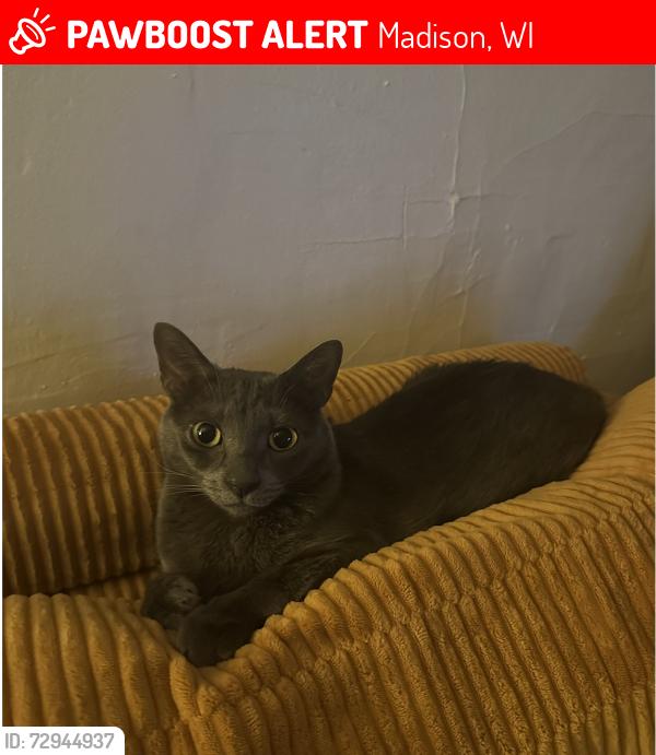 Lost Male Cat last seen Jenifer St and ensen St, Madison, WI 53703