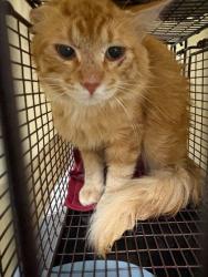 Shelter Stray Male Cat last seen Knoxville, TN 37917, Knoxville, TN 37919