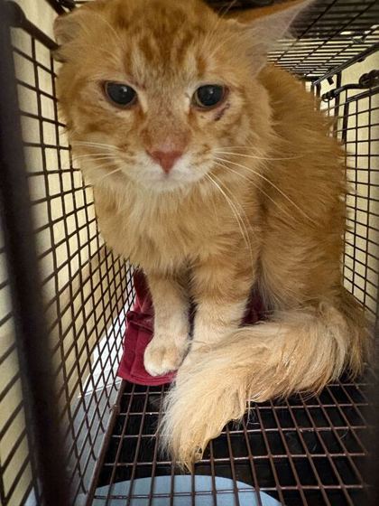 Shelter Removed Male Cat last seen Knoxville, TN 37917, Knoxville, TN 37919