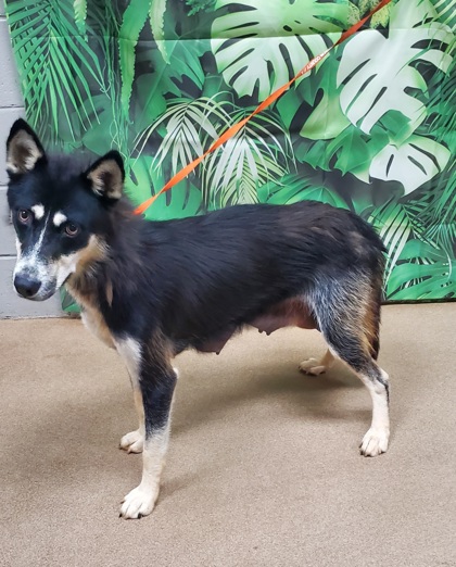 Shelter Stray Female Dog last seen Near Shiftlet Rd, 29624, Anderson County, SC, Anderson, SC 29622