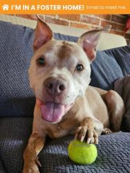 Shelter Stray Male Dog last seen Near N Mount St, Baltimore, MD 21217, 21217, MD, Baltimore, MD 21230