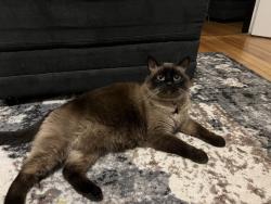 Reunited Female Cat last seen Fenway & Headwater Parkway, Forest Lake, MN 55025