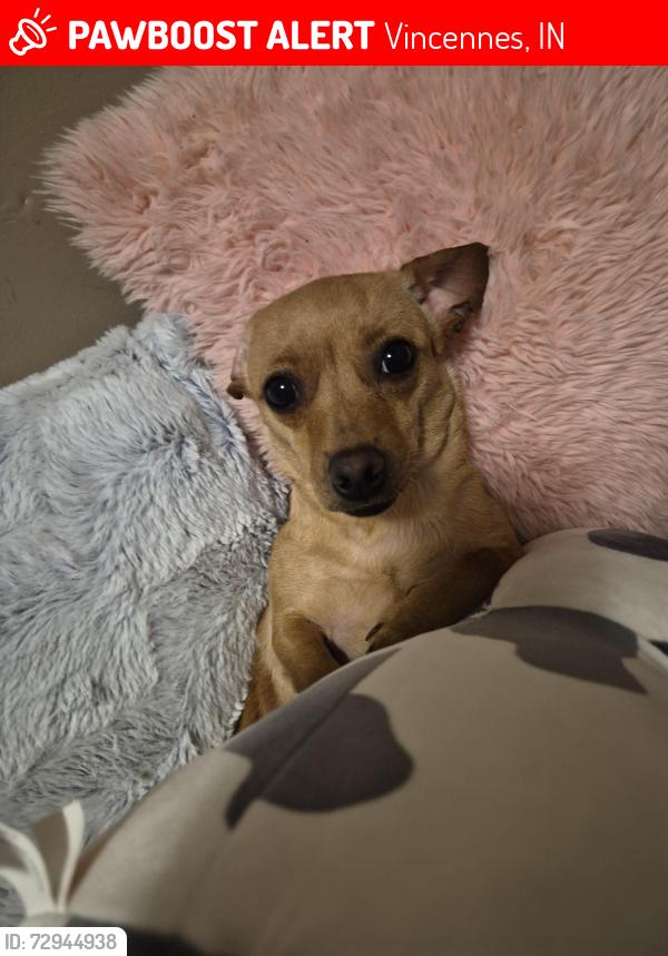 Lost Female Dog last seen North second street and seminary ave, Vincennes, IN 47591