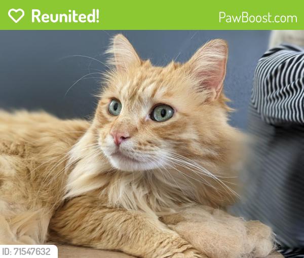 Reunited Male Cat last seen Alder Crossing apmts, by the mailboxes out front, Portland, OR 97233