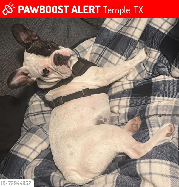 Lost Male Dog last seen Near E F Ave, Temple, TX 76504, Temple, TX 76504