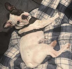 Lost Male Dog last seen Near E F Ave, Temple, TX 76504, Temple, TX 76504