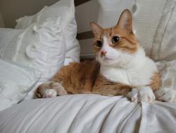 Reunited Male Cat last seen white oak and timber drive, Garner, NC 27529