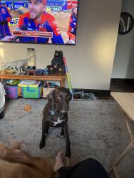 Reunited Female Dog last seen Middlebelt and orchard lake rd, Sylvan Lake, MI 48320