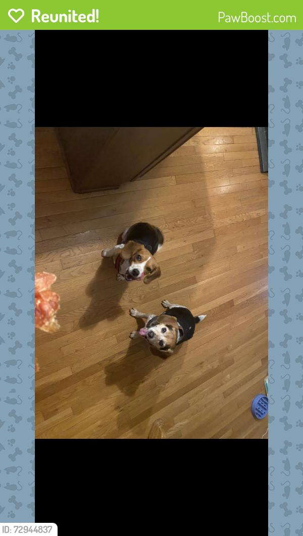 Reunited Female Dog last seen Ariel farm ct , Greensboro, NC 27455