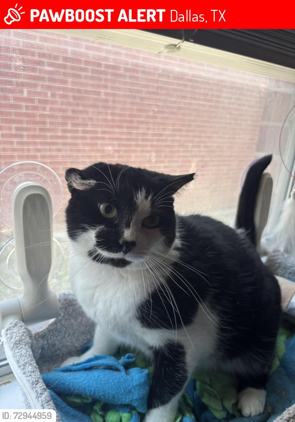 Lost Female Cat last seen The Estara apmts , Dallas, TX 75228