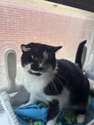 Lost Female Cat last seen The Estara apmts , Dallas, TX 75228