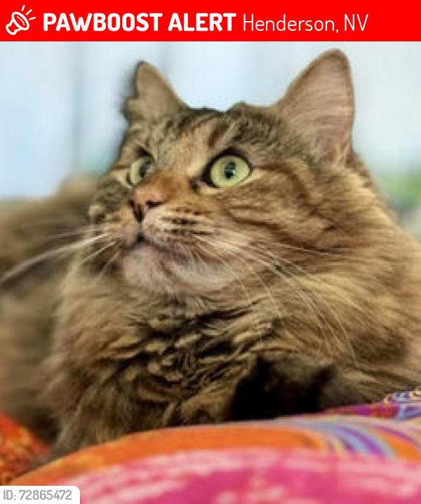 Lost Female Cat last seen Via Luna Rosa Ct, Henderson, NV 89011