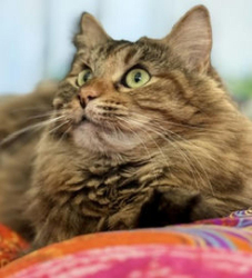 Lost Female Cat last seen Via Luna Rosa Ct, Henderson, NV 89011