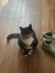 Found/Stray Female Cat last seen Near Bonnell Ave, Fort Worth, TX 76107