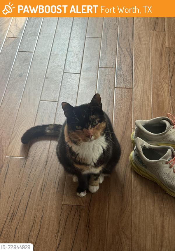 Found/Stray Female Cat last seen Near Bonnell Ave, Fort Worth, TX 76107