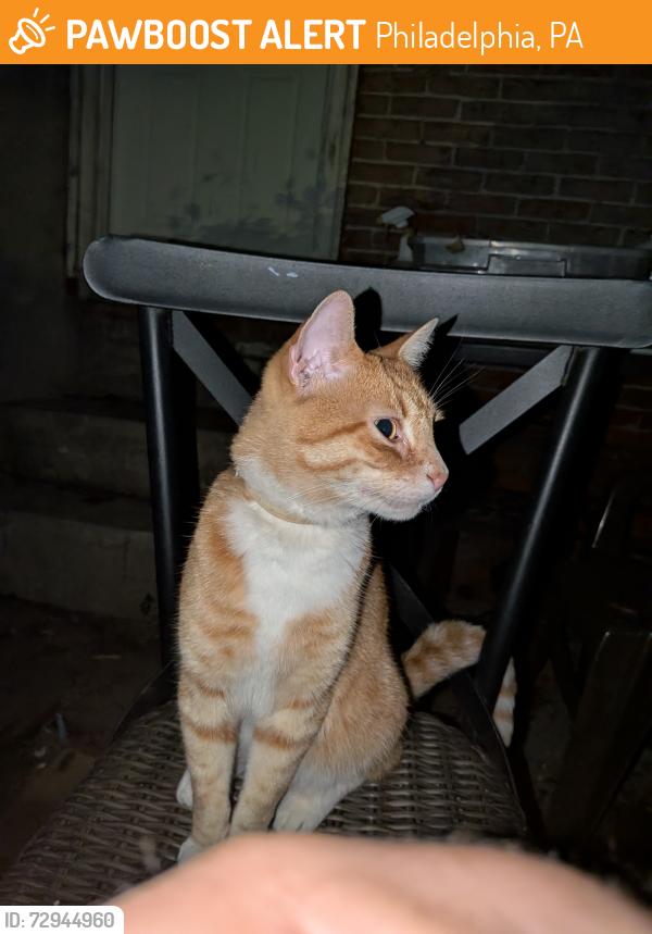 Found/Stray Unknown Cat last seen 25th and Cecil b Moore, Philadelphia, PA 19121