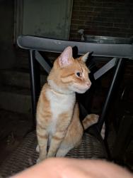 Found/Stray Unknown Cat last seen 25th and Cecil b Moore, Philadelphia, PA 19121