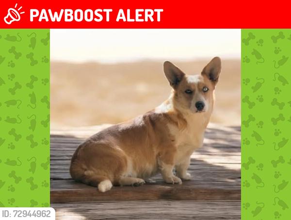 Lost Female Dog last seen South acadamy, Colorado Springs, CO 80916