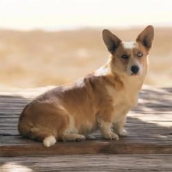 Lost Female Dog last seen South acadamy, Colorado Springs, CO 80916