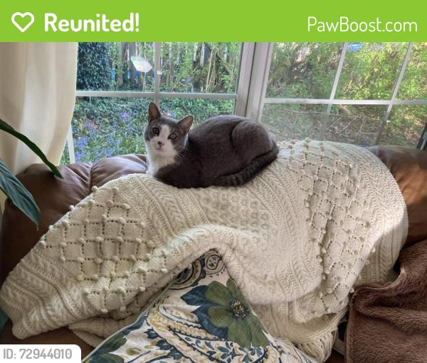 Reunited Female Cat last seen East side and 4th, Olympia, WA 98506