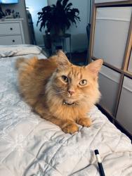 Lost Female Cat last seen Davenport St and 36th St, Washington, DC 20008