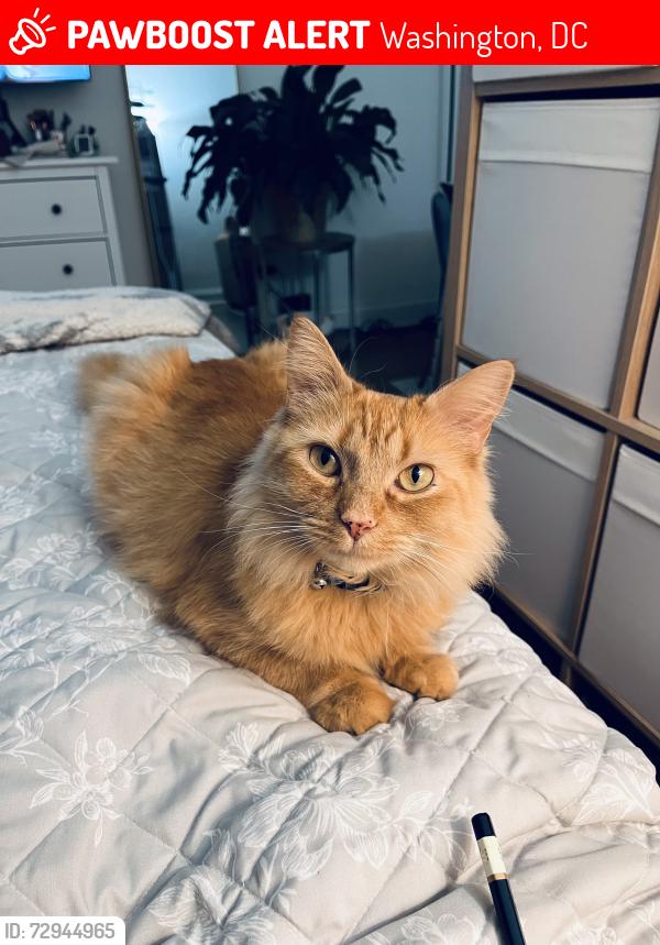 Lost Female Cat last seen Davenport St and 36th St, Washington, DC 20008