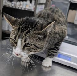 Shelter Stray Male Cat last seen grand avenue, WEST DES MOINES, IA, 50266, Des Moines, IA 50313