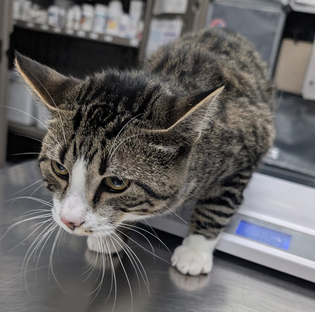 Shelter Stray Male Cat last seen grand avenue, WEST DES MOINES, IA, 50266, Des Moines, IA 50313