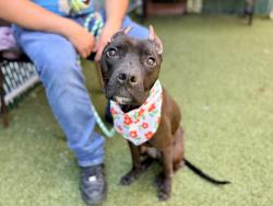 Shelter Stray Female Dog last seen Near 5th Avenue, NEW YORK, NY, 10029, New York, NY 10029