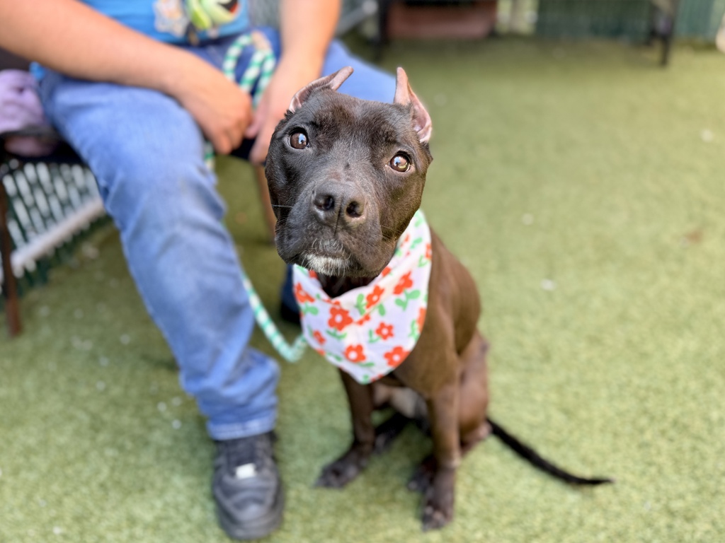 Shelter Stray Female Dog last seen Near 5th Avenue, NEW YORK, NY, 10029, New York, NY 10029