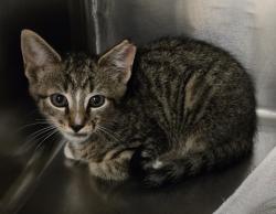 Shelter Stray Male Cat last seen Near Glenwood Avenue, RALEIGH, NC, 27612, Raleigh, NC 27610
