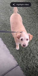 Reunited Male Dog last seen Near W Bonanza Rd, Las Vegas, NV 89106, USA, Las Vegas, NV 89106