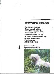Lost Female Dog last seen park marina dr reddind ca by the bead man, Redding, CA 96001