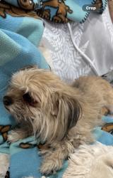 Lost Female Dog last seen Tamara/ Warmsprings , Las Vegas, NV 89119