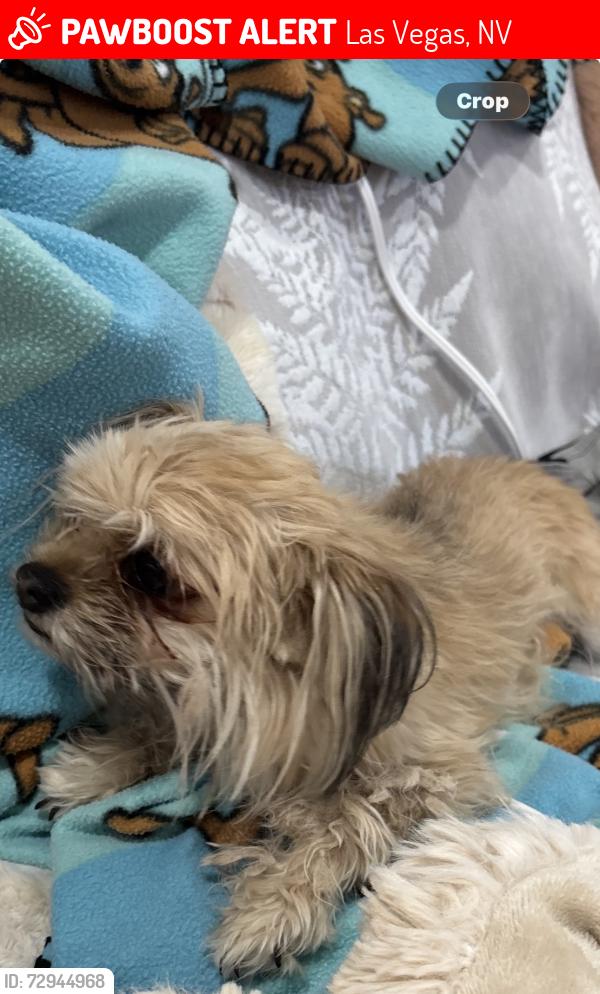 Lost Female Dog last seen Tamara/ Warmsprings , Las Vegas, NV 89119