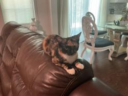 Lost Female Cat last seen Sliver creek, Austell, GA 30168