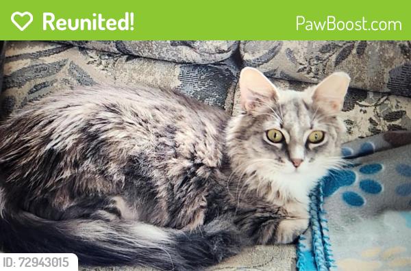 Reunited Female Cat last seen Near Jack Rd, Clayton, NC 27520, USA, Clayton, NC 27520