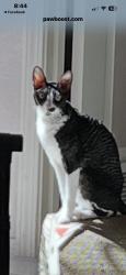 Lost Female Cat last seen San Pedro /San Antionio, Albuquerque, NM 87109