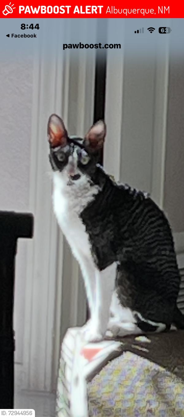 Lost Female Cat last seen San Pedro /San Antionio, Albuquerque, NM 87109