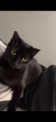 Lost Female Cat last seen Rycroft drive and via vista, Riverside, CA 92506