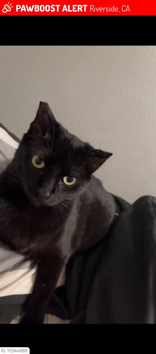 Lost Female Cat last seen Rycroft drive and via vista, Riverside, CA 92506