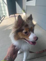 Found/Stray Unknown Dog last seen Near Waterford lakes, Charlotte, NC 28210