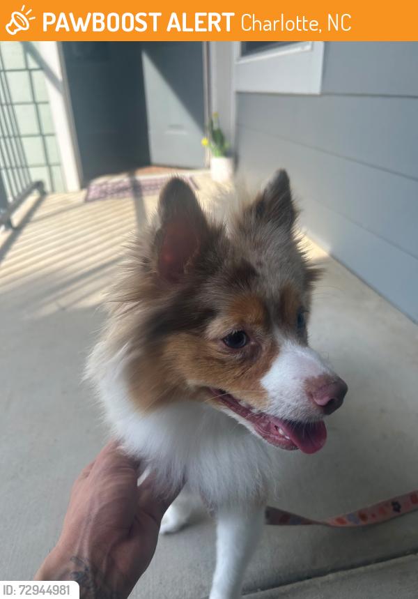 Found/Stray Unknown Dog last seen Near Waterford lakes, Charlotte, NC 28210